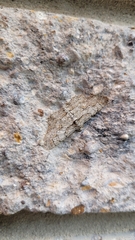 Iridopsis defectaria