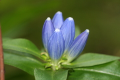 Gentiana andrewsii