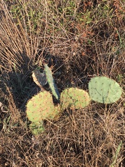 Opuntia macrorhiza