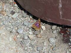 Apatura ilia