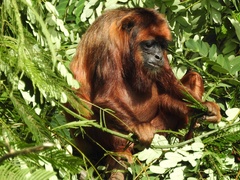 Alouatta belzebul