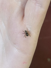 Hasarius adansoni