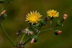 Sonchus oleraceus
