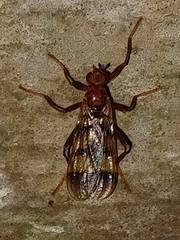 Pyrgotidae