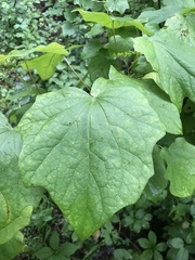 Menispermum canadense