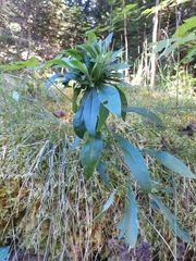 Procecidochares atra