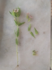 Schultesia guianensis