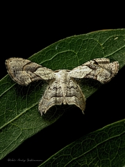 Phazaca leucocephala
