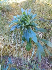 Procecidochares atra