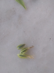 Schultesia guianensis