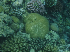 Goniastrea thecata