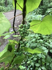 Menispermum canadense