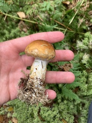 Cortinarius triumphans