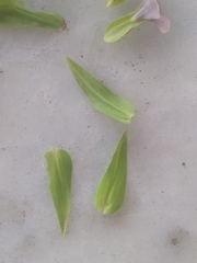 Schultesia guianensis