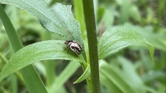Doryphorina