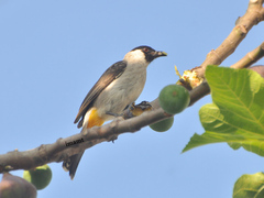 Pycnonotus aurigaster