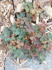 Oxalis corniculata