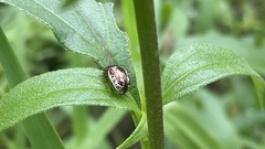 Doryphorina