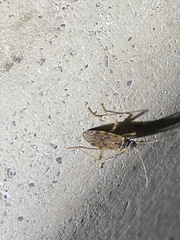 Ozophora occidentalis