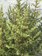 Salsola kali