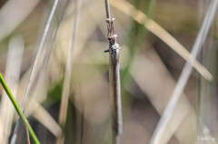 Creoleon lugdunensis