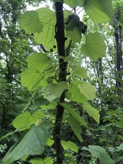 Menispermum canadense