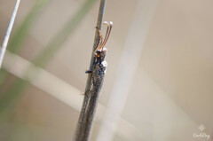 Creoleon lugdunensis