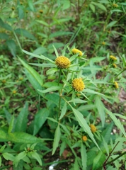 Bidens radiata