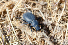 Tentyria mucronata