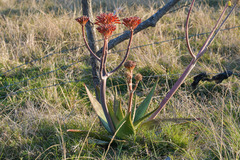 Aloe