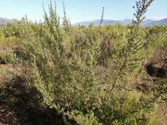 Cliffortia ruscifolia