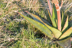 Aloe