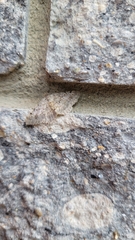 Frederickia nigricomma