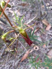 Cryptostylis subulata