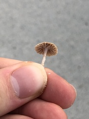 Collybiopsis villosipes