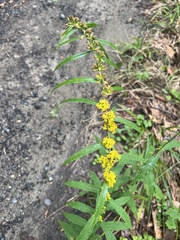 Solidago caesia