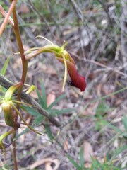 Cryptostylis subulata