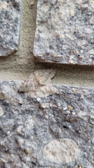 Frederickia nigricomma