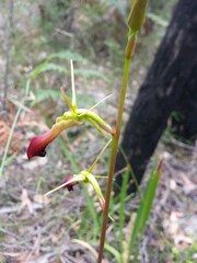 Cryptostylis subulata