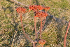 Aloe