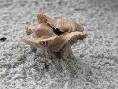 Collybiopsis villosipes