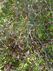 Schistocerca rubiginosa