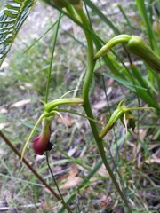 Cryptostylis subulata