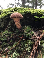 Suillus spraguei