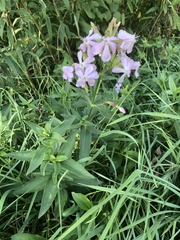 Saponaria officinalis