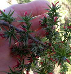 Cliffortia ruscifolia