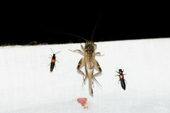 Eumodicogryllus bordigalensis