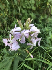 Saponaria officinalis