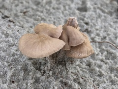 Collybiopsis villosipes