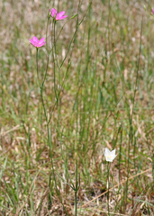 Sabatia grandiflora
